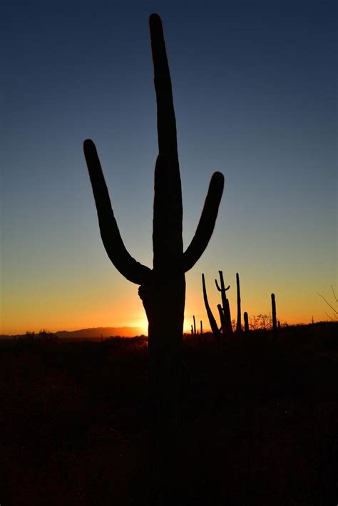 Sunset At Saguaro National Park Nationalpark
