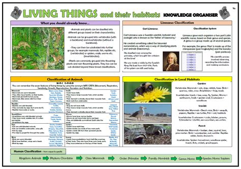 Year 6 Living Things And Their Habitats Knowledge Organiser Teaching
