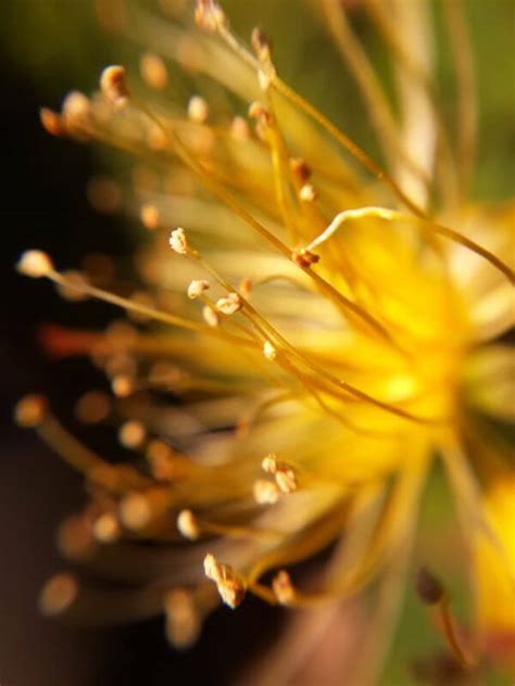 55 Beautiful Macro Flower Pictures The Photo Argus