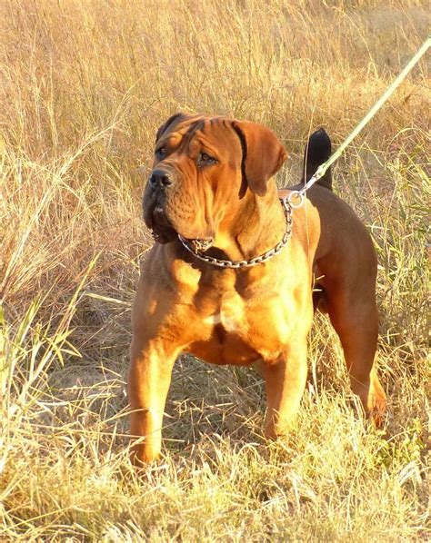 Deriving from the word boer (meaning farmer), it is not hard to understand. BEST BREEDERS IN THE WORLD | SOUTH AFRICAN BOERBOEL ...