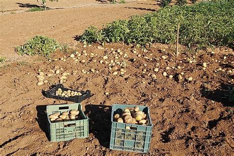 Some even deliver direct to us in the early hours of the morning. Where Are The Most Potatoes Grown? - WorldAtlas.com