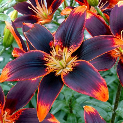 Lilium Forever Susan Asiatic Lily Bulbs Park Seed