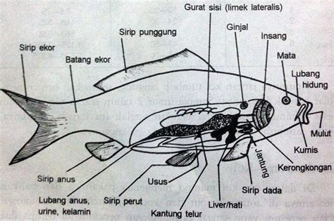 Gambar Morfologi Ikan Mas