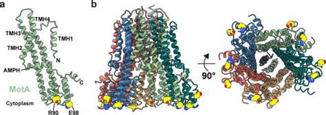 Structures of the stator complex that drives rotation of the bacterial flagellum | Nature ...