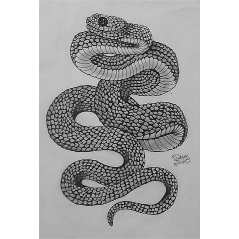 Snake Pen Sketch Drawing Drawing Skill