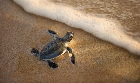 9 Of The Best Places To Watch Baby Turtles Hatch Rough Guides