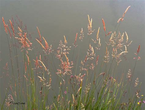 Qu'à s'adorer, sans nul souci des querelles du monde Au bord de l'eau, quelques brins d'herbe ... photo et ...