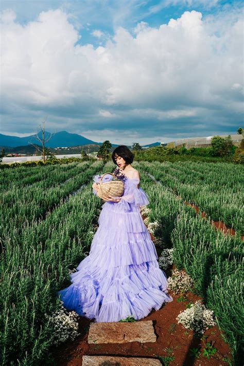 Hoa Lavender đà Lạt Ra Sao địa Chỉ Và đường đi đến Cánh đồng Hoa Này