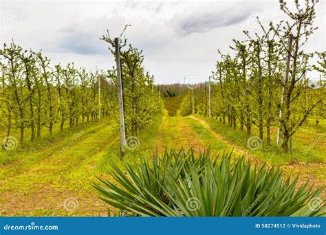 Orchards Organized Into Rows On Rolling Hills Stock Photo Image Of