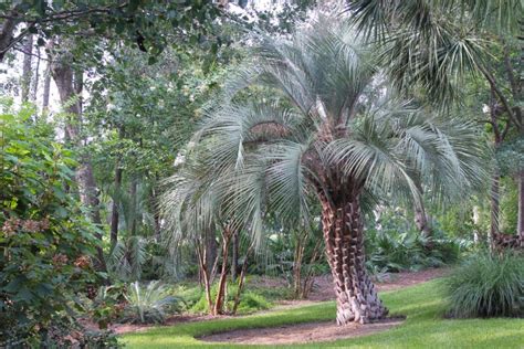 15 Perfect Small Florida Palm Trees Garden Lovers Club Palm Trees