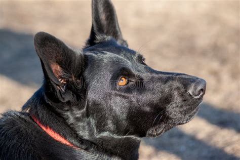 Black German Shepherd Profile Portrait Police Dogs Stock Photo