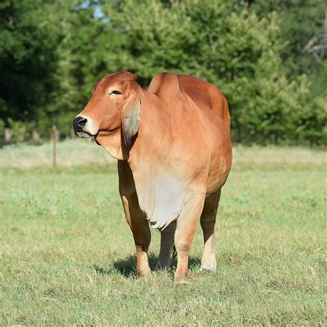 Brahman Cattle Feed Brahma Cattle The Farm At Walnut Creek In Ohio