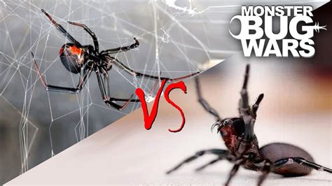 Spider Vs Spider Showdowns 1 5 Monster Bug Wars Youtube