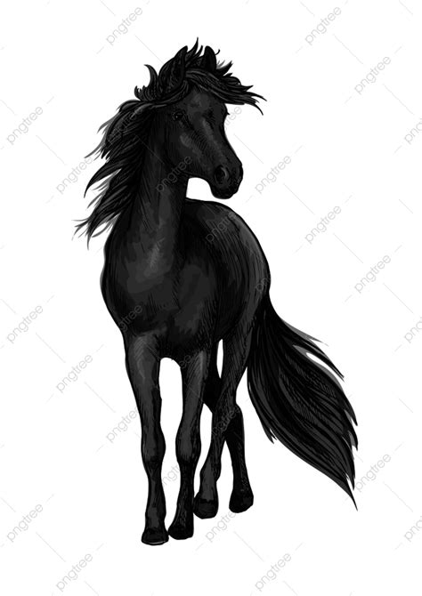 Gambar Potret Sketsa Pensil Kuda Hitam Berjalan Grafis Kuda Jantan
