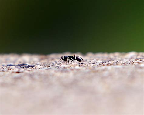 Tiny Black Ants Invading Your Home Ask An Expert