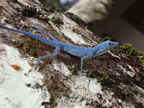 Blue Anole Anolis Gorgonae Photo By Hugo Alejandro Giron Montalvo On