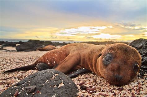 Baby Sea Lion In The Galapagos Islands Resting Stock Photo Image Of