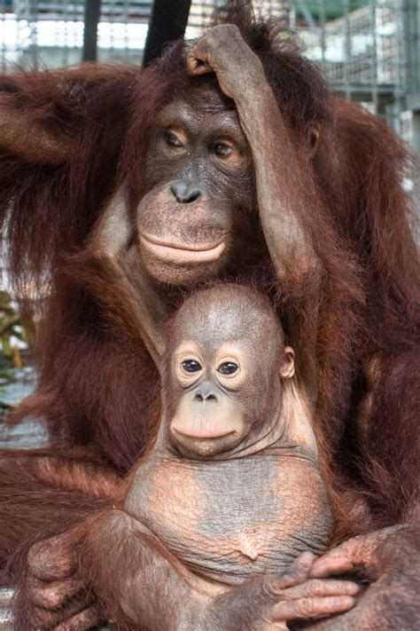 Adorable Footage Shows Orphaned Baby Orangutan And Foster Mum Paired