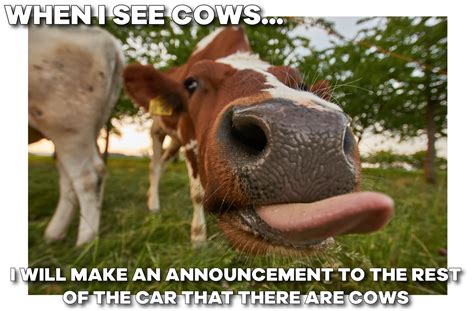 Funny Cow Memes Page Of Entegra Signature Structures