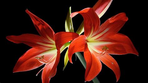 Red Lilies