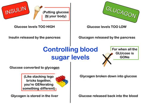 Controlling Blood Sugar Levels Poster Teaching Resources