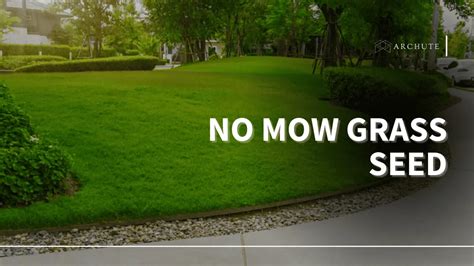8 Best No Mow Grass Seeds You Can Plant Today Archute