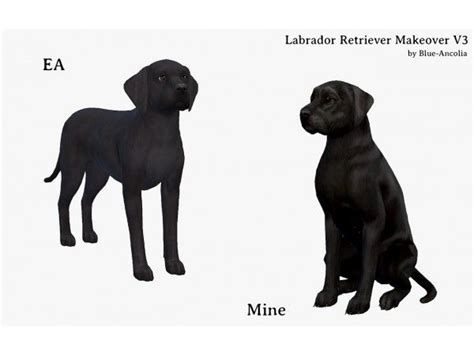 Labrador Retriever Makeover V3 By Blue Ancolia The Sims 4 Download