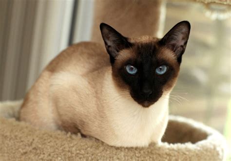 Siamese Cat Colors Photos