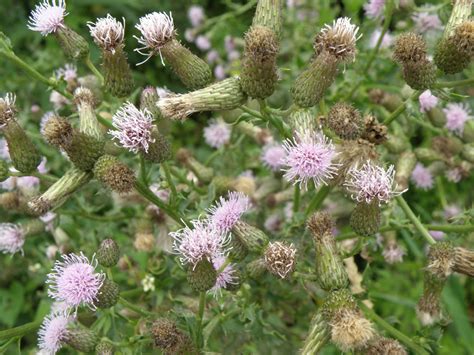 Canada Thistle Minnesota Department Of Agriculture