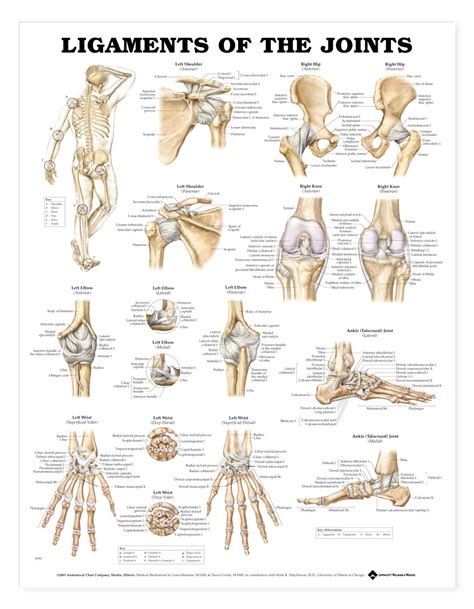 Ligaments Anatomy Poster Ligaments Anatomical Chart Company Joints