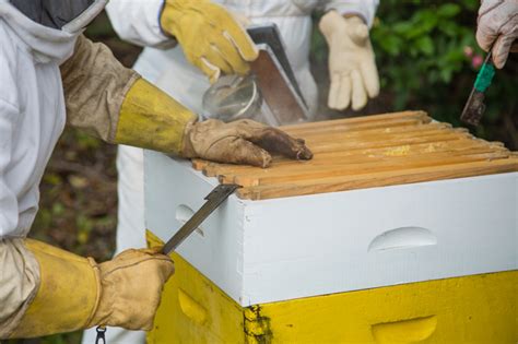 Open Hive At Central Mangrove Central Coast Amateur Beekeepers