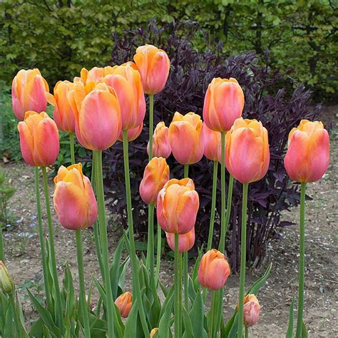 Tulip Dordogne White Flower Farm