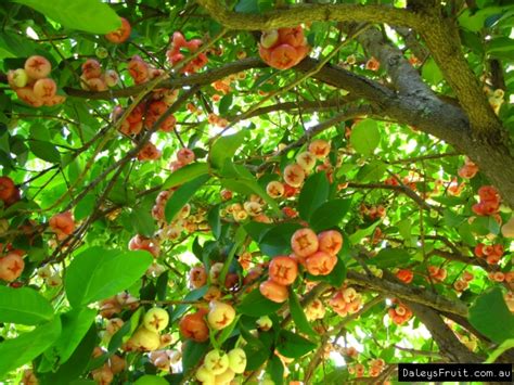 Check spelling or type a new query. Buy Wax Jambu Pink Fruit Tree - Syzygium samarangense