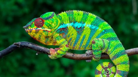 How Do Chameleons Change Their Colors
