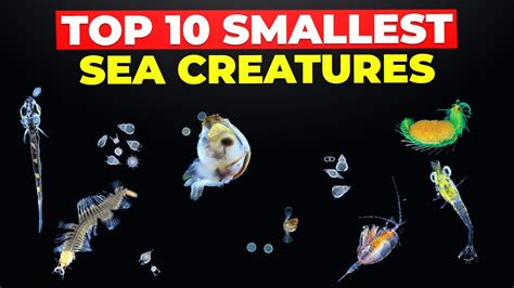 Top 10 Smallest Sea Creatures Youtube