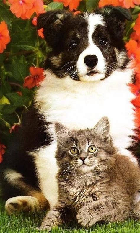 53 Best Dogs And Cats Together Images On Pinterest Dog Cat Fluffy