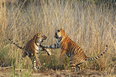 Royal Bengal Tigers Play Fighting Photograph By Jagdeep Rajput Pixels