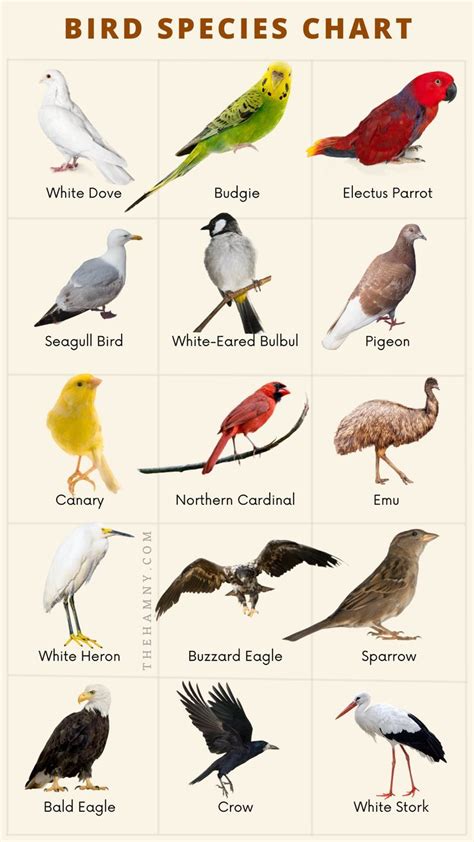 Birds Species Chart In 2022 Bird Species Birds Species