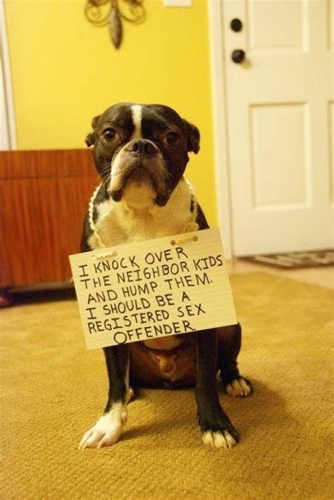 Photo Boston Terrier Gets The Dogshaming Treatment For