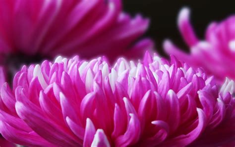 Chrysanthemum Flower Pink Free Photo On Pixabay Pixabay