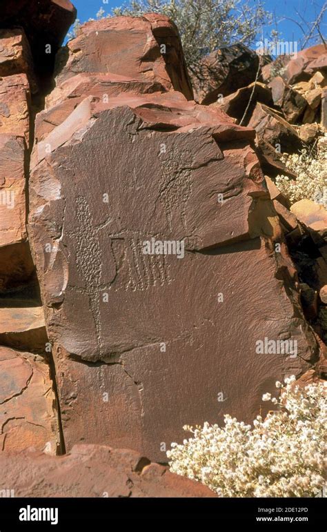 Aboriginal Petroglyphs At A Remote Location In The Flinders Ranges