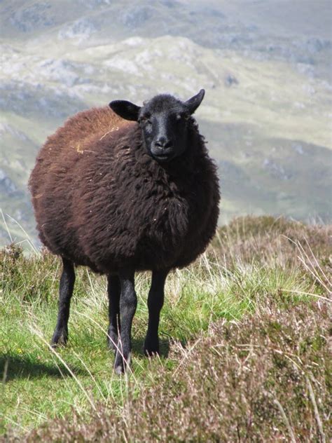 Felters Journey Fibre Of The Month October Black Welsh Mountain Sheep