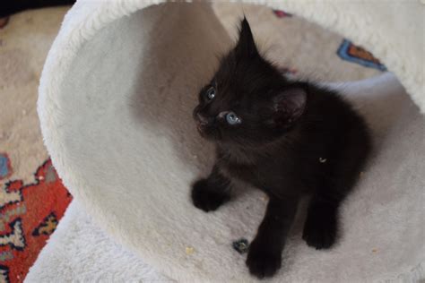 Five Week Old Black Kitten Eyes Still Blue Kittens