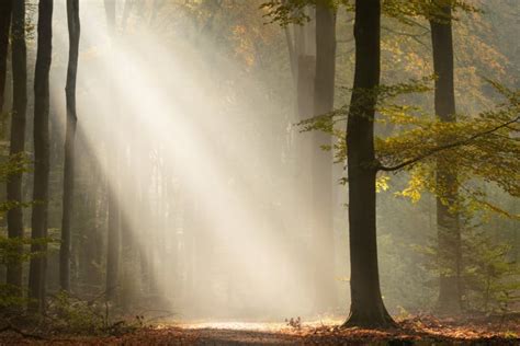How To Photograph Sun Rays In A Forest Petapixel