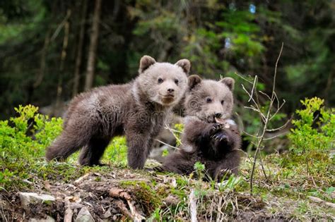 Two Little Brown Bear Cub Are Playing In Summer Forest Stock Photo