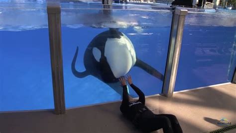 Tilikum Sea Worlds Killer Whale From Blackfish Is Dying