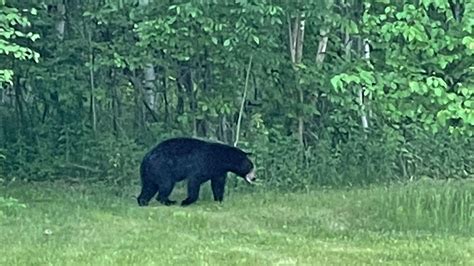 Southern Wisconsin Bear Sightings Prompt Dnr Warning