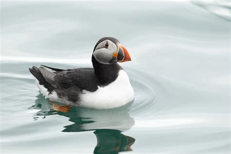 How And Where To See Puffins In The Uk All Things Uk
