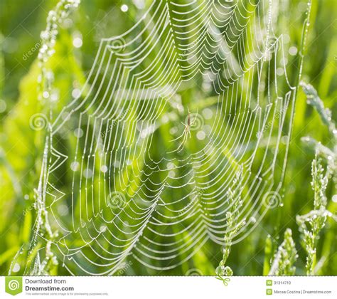 Spider Web With Dew Stock Photo Image Of Colorful Legs 31314710