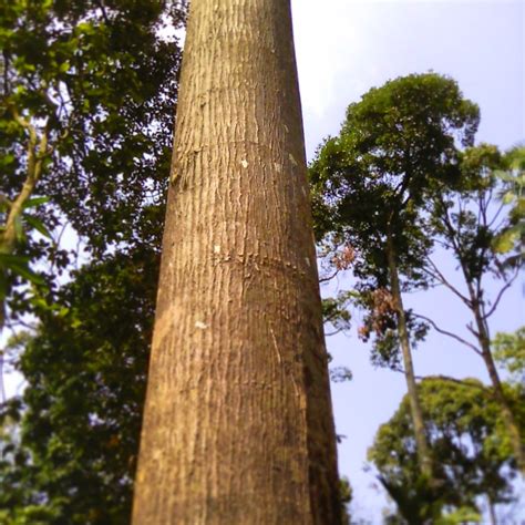 Pokok Tropika Malaysia Dipterocarpaceae Lambang Hutan Tropika
